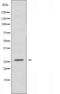 Mitochondrial Ribosomal Protein S34 antibody, orb226698, Biorbyt, Western Blot image 