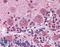 DISC1 Scaffold Protein antibody, LS-B2631, Lifespan Biosciences, Immunohistochemistry frozen image 