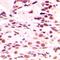 Lamin A/C antibody, orb214198, Biorbyt, Immunohistochemistry paraffin image 