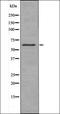 Olfactory Receptor Family 1 Subfamily G Member 1 antibody, orb335647, Biorbyt, Western Blot image 