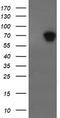 ALX Homeobox 4 antibody, TA505173AM, Origene, Western Blot image 