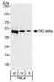 Casein kinase I isoform delta antibody, A302-136A, Bethyl Labs, Western Blot image 