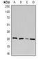 U2 Small Nuclear RNA Auxiliary Factor 1 antibody, orb382101, Biorbyt, Western Blot image 