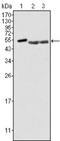 Protein-tyrosine kinase 6 antibody, NB110-60537, Novus Biologicals, Western Blot image 