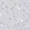 Cilia And Flagella Associated Protein 298 antibody, PA5-53803, Invitrogen Antibodies, Immunohistochemistry frozen image 