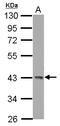 Galactokinase antibody, LS-C155237, Lifespan Biosciences, Western Blot image 