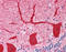 Optineurin antibody, TA317107, Origene, Immunohistochemistry frozen image 