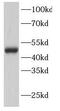 GATA Binding Protein 3 antibody, FNab03361, FineTest, Western Blot image 