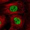 IK Cytokine antibody, HPA048798, Atlas Antibodies, Immunofluorescence image 