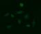 Galactosidase Beta 1 antibody, orb181734, Biorbyt, Immunofluorescence image 