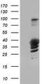 Growth arrest-specific protein 7 antibody, LS-C115745, Lifespan Biosciences, Western Blot image 