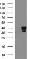Fibronectin Type III Domain Containing 8 antibody, TA507222, Origene, Western Blot image 