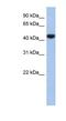 Proline Rich 30 antibody, NBP1-91464, Novus Biologicals, Western Blot image 