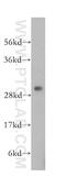 Caseinolytic Mitochondrial Matrix Peptidase Proteolytic Subunit antibody, 15698-1-AP, Proteintech Group, Western Blot image 