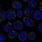 Leucine Rich Repeat And Ig Domain Containing 3 antibody, PA5-65368, Invitrogen Antibodies, Immunofluorescence image 