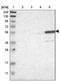 Tachykinin Receptor 3 antibody, NBP1-82561, Novus Biologicals, Western Blot image 