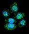Acid Phosphatase 1 antibody, abx034363, Abbexa, Immunofluorescence image 