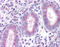 X-C Motif Chemokine Receptor 1 antibody, TA317533, Origene, Immunohistochemistry frozen image 