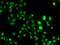 CBFA2/RUNX1 Partner Transcriptional Co-Repressor 2 antibody, GTX65822, GeneTex, Immunocytochemistry image 