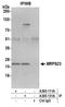 Mitochondrial Ribosomal Protein S23 antibody, A305-131A, Bethyl Labs, Immunoprecipitation image 
