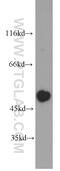 Atypical Chemokine Receptor 3 antibody, 60216-1-Ig, Proteintech Group, Western Blot image 