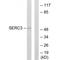 Serine incorporator 3 antibody, A05936, Boster Biological Technology, Western Blot image 