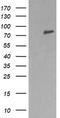 Dynamin-1-like protein antibody, TA506151AM, Origene, Western Blot image 