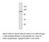 Adhesion G Protein-Coupled Receptor F3 antibody, GPR113-101AP, FabGennix, Western Blot image 