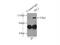 Villin 1 antibody, 66096-1-Ig, Proteintech Group, Immunoprecipitation image 