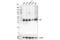 CRK Like Proto-Oncogene, Adaptor Protein antibody, 38710S, Cell Signaling Technology, Western Blot image 