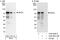 BCL2 Associated Athanogene 3 antibody, A302-807A, Bethyl Labs, Western Blot image 