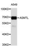 Acetylserotonin O-Methyltransferase Like antibody, STJ26583, St John