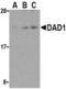 Defender Against Cell Death 1 antibody, AHP940, Bio-Rad (formerly AbD Serotec) , Western Blot image 