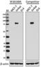 Transcription Factor 12 antibody, 698702, BioLegend, Western Blot image 