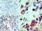 BMI1 Proto-Oncogene, Polycomb Ring Finger antibody, NBP2-24693, Novus Biologicals, Immunohistochemistry frozen image 
