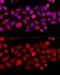 KIF4A antibody, GTX64498, GeneTex, Immunofluorescence image 
