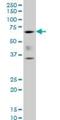 RUNX Family Transcription Factor 2 antibody, H00000860-M06, Novus Biologicals, Western Blot image 