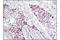 SRY-Box 2 antibody, 3579S, Cell Signaling Technology, Immunohistochemistry paraffin image 