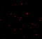 Protein orai-2 antibody, 4111, ProSci, Immunofluorescence image 