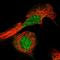 Adipogenesis Associated Mth938 Domain Containing antibody, HPA037919, Atlas Antibodies, Immunocytochemistry image 