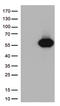 CD27 Molecule antibody, TA812442, Origene, Western Blot image 