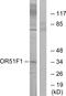 Olfactory Receptor Family 51 Subfamily F Member 1 (Gene/Pseudogene) antibody, PA5-39825, Invitrogen Antibodies, Western Blot image 