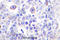 CD83 Molecule antibody, A01777, Boster Biological Technology, Immunohistochemistry frozen image 