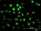 PBX Homeobox 2 antibody, H00005089-M01, Novus Biologicals, Immunofluorescence image 