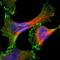 Coronin 2B antibody, HPA017960, Atlas Antibodies, Immunofluorescence image 