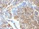 Moesin antibody, V2719IHC-7ML, NSJ Bioreagents, Immunohistochemistry frozen image 