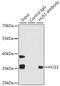 HUS1 Checkpoint Clamp Component antibody, 19-646, ProSci, Immunoprecipitation image 