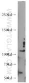 Contactin-4 antibody, 12777-1-AP, Proteintech Group, Western Blot image 