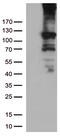 RB Transcriptional Corepressor 1 antibody, TA805623, Origene, Western Blot image 
