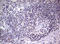 DEAD-Box Helicase 56 antibody, LS-C789650, Lifespan Biosciences, Immunohistochemistry frozen image 